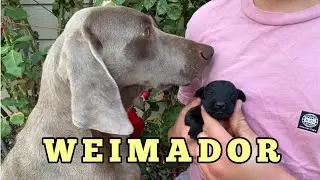 Meet Our Unique Weimador Puppy!