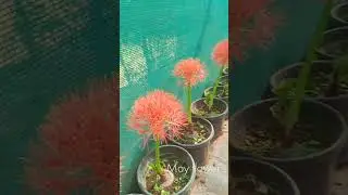#garden #flowers #farming #landscape #exotic #exoticflowers #mayflower #plantnurseryvisit