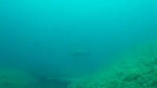 cerniona