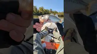 Catching a Bass with Mule Fishing Donkey Tail Jr. Soft Plastic Lure #fishing
