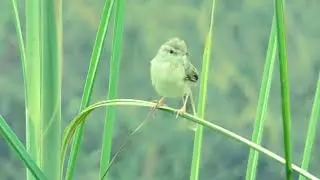 The common babbler (Argya caudata)
