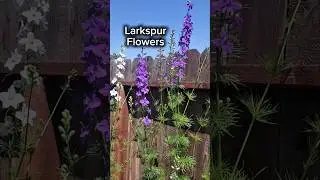 You NEED to start Larkspur in Fall for beautiful spring blooms #garden #plants