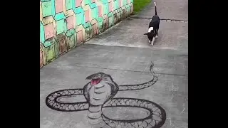 Original video, cute pets, natural animals, record life, animal confusing behavior