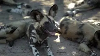 Lion Sands Game Reserve - Luxury Safari Lodges - Sabi Sand Game Reserve - Kruger National Park