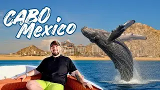 Whales in Cabo Mexico!