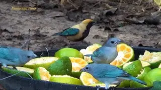 Birds Thraupidae family, Tanagers at the feeder eating tropical fruits, Birds competing for food,