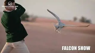 Heritage Falconry & Nature Safari | Traditional Falcon Show in Dubai