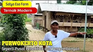 Bank Pakan di Siapkan untuk Kambing 1000 Ekor,  SATYA ESA FARM Purwokerto