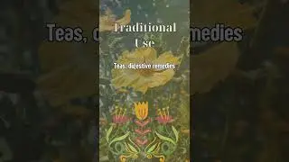 Angelica Magic: Protection, Inspiration, and Folklore