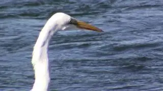 1 White Heron hunting at midday