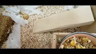 Песчанки Видео 44 уборка