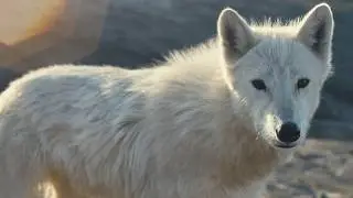 New Exhibit | Wolves: Photography by Ronan Donovan