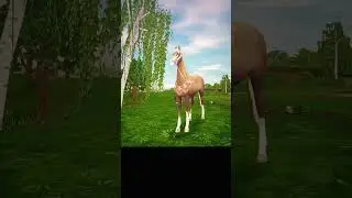 marwari trend #sso #starstable #starstableonline