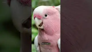 Hidden Talents of parrots #shorts #pets #birds #bird #parrot #parrotfacts #birdfacts