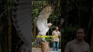 Monkey Eating Bird That Might Go Extinct #asiafacts #didyouknow