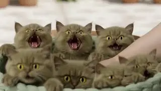 5 Colorful Fantasy Kittens Jump Out! 🌈 30s AI Cat Fun Compilation | Viral Short