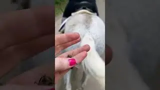 Najbardziej ekstremalna kompilacja ukąszeń gz&oacute;w końskich. Jak się ich pozbyć!!!