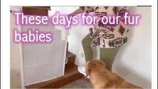 Cumbor Retractable Baby and Dog Gate