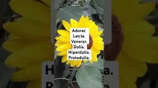 Que es: Adorar, venerar, Latria, Dul&iacute;a, Hiperdul&iacute;a, Protodul&iacute;a.? (Subscr&iacute;bete y comparte)