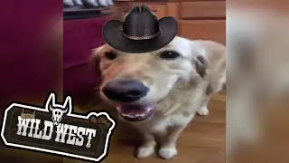 Butter dog in the wild west!? :O