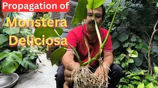 How to Grow and Care for Monstera Deliciosa मॉन्स्टेरा डेलिसिओसा