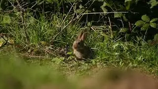 Konijn in Utrechts landschap