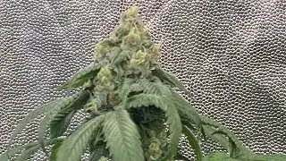 STRAIN REVIEW: pre98&rdquo;Bubba Kush from twenty 20 seeds 