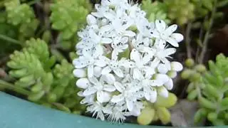 White stonecrop  - Sedum album - Lj&oacute;sahno&eth;ri  - Hno&eth;rar - Gar&eth;agr&oacute;&eth;ur - S&iacute;gr&aelig;nar pl&ouml;ntur