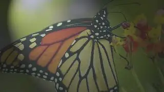 Butterfly House expert explains how monarchs got on endangered list