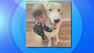 Dog finds forever home after being returned 14 times