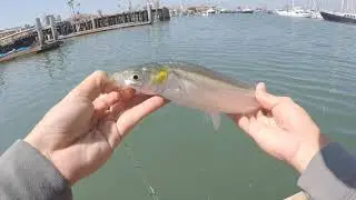 Ultralight fishing for Jacksmelt and Perch