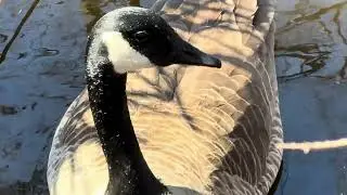 Resident Breeding Pair Canada Geese Foraging For Vegetation, Mallard Ducks Taking Off