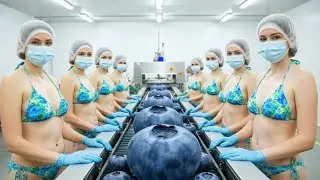 Inside the Blueberry Processing Plant: From Fresh Berries to Packed Fruit (Full Process)