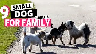9 Best Small Dog Breeds for Family