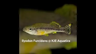 KJE Aquatics - Ilyodon furcidens 2/4/23