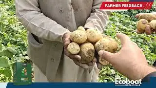 आलू की फसल में शानदार उत्पादन, क्वालिटी साइज के लिए इस्राइली टेक्नोलॉजी से बना इकोडस्ट डाले।