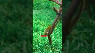 🐒 Clever Monkey Solves a Puzzle 🧩🍌 #shorts #nature