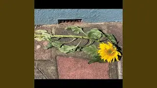 Walls of Merseyside