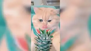 #trending #cattomemes #funnyanimal #meowmemes #funnycat #catsdontdance #funnypet #catlover #cute