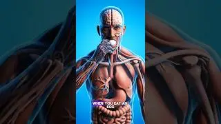 What Happens When You Eat an Egg #educationalvideo #science #humanbody #biology #shorts