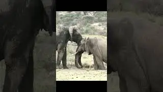 Two Monster Elephant Fighting || NatureLax