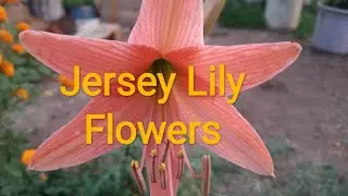 jersey lily flower plant/Gontesakshi