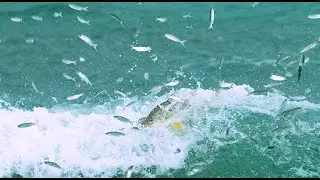 Super Slow Motion Fishing with BlacktipH