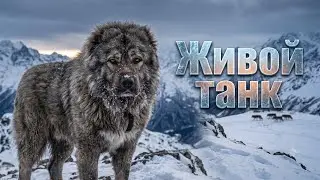 Кошмар волка! Почему её называют РУССКИМ МЕДВЕДЕМ?#кавказскаяовчарка #волкодав  #собаки#факты#алабай