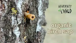 Birch water: nature's hidden treasure. Discover the Pure Benefits of Birch Water with Belorganic