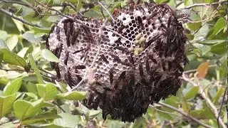 Huge Ringed Paper Wasp (Polistes annularis) Nest Overhanging Creek