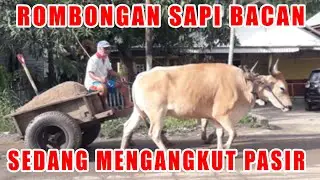 Bacan Bulls Heavey Load Sand Cart Pulling | Power full Bacan Bulls -Bullock Cart Sand Heavey Loading