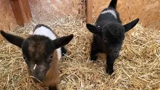 Baby Nigerian Dwarf Goats Learning to Hop & Bounce