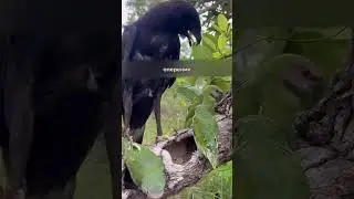 Invisible Parrot: Nature's Amazing Camouflage!