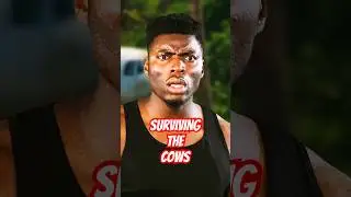 Surviving The Cows
